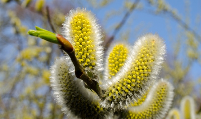 Pollen