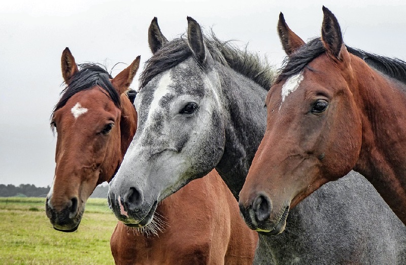 Drei gesunde Pferde